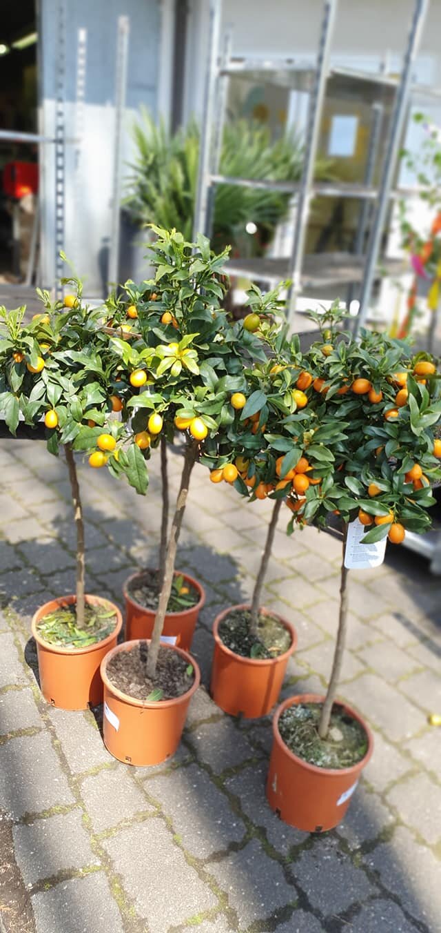 175897317_2865046910411085_8331411661443634574_n