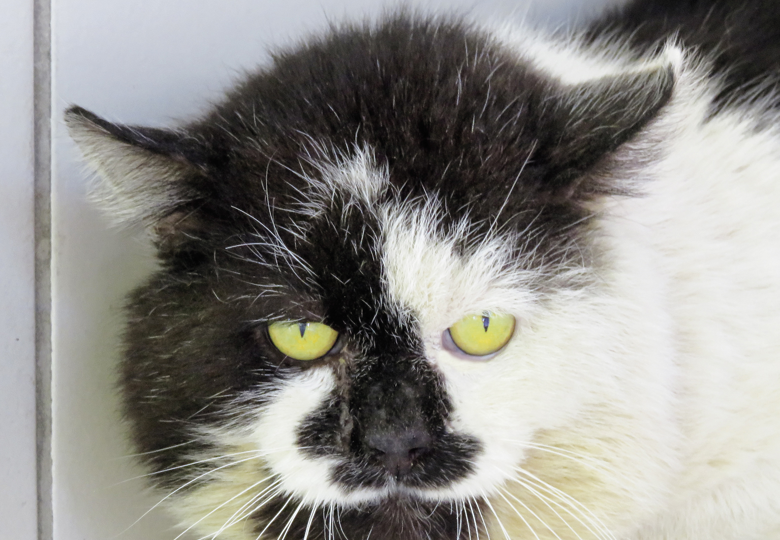 200420_Fritz-B_1500x1000_Wilhelm_Schreieck