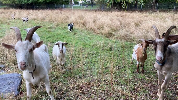 aaziegenABT_Ziegen_als_Landschaftsgärtner_in_Bergheim_im_Einsatz