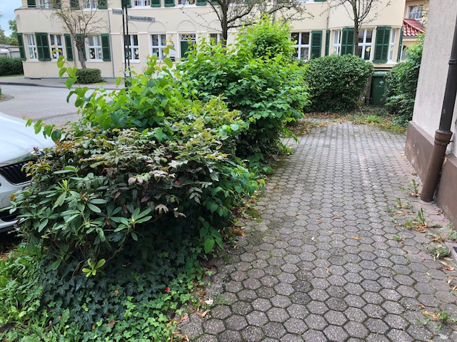 Bismarckplatz_Wildwuchs