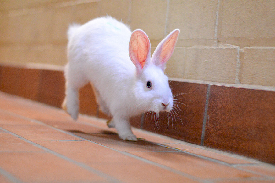 foto_17_04_21-_15_01_43.900x0