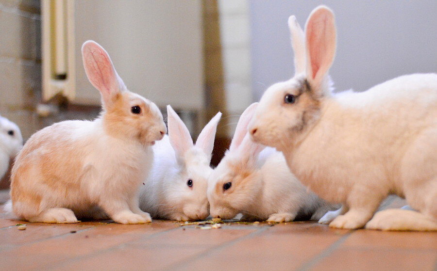 foto_17_04_21-_15_14_39.900x0