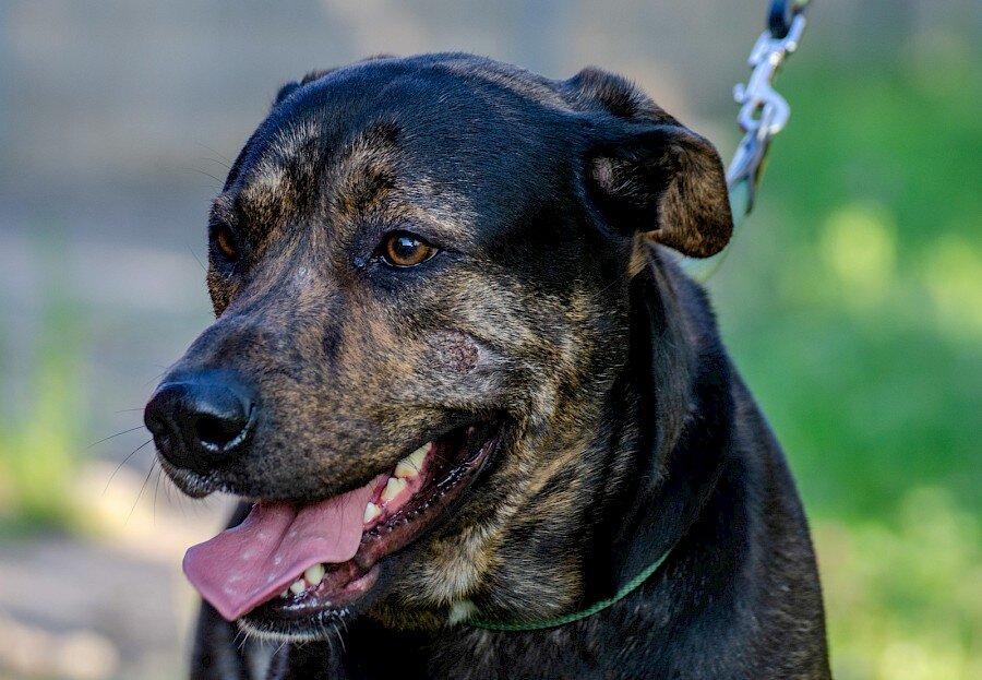 geronimo-20200515-020.900x0