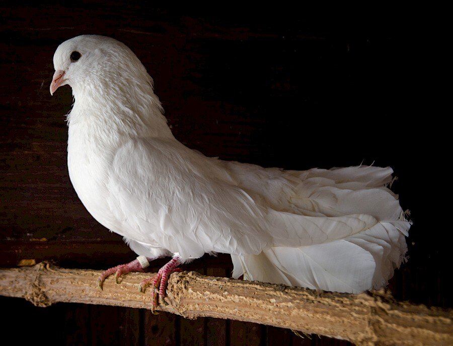 hochzeitstaube-130504-014.900x0