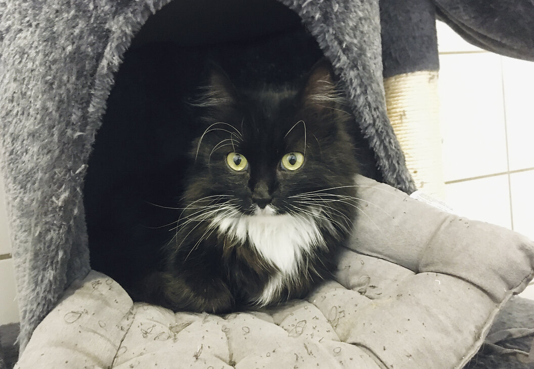 Kapkara_1500x1000_Wilhelm_Schreieck