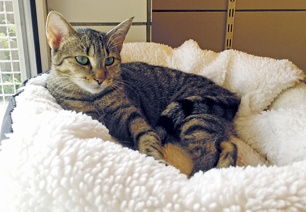 Kiki_1500x1000_Wilhelm_Schreieck