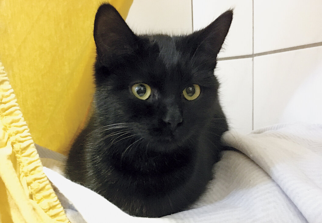 Koemuer_1500x1000_Wilhelm_Schreieck