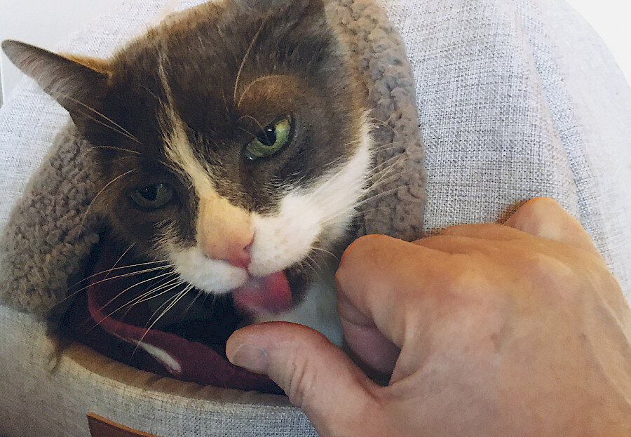 marquis-c_1500x1000_wilhelm_schreieck.900x0