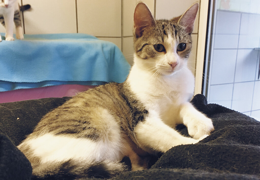 Minnie_1500x1000_Wilhelm_Schreieck