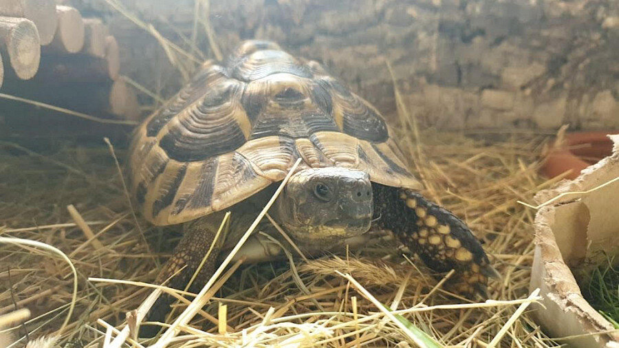 ragnar_schildkrote.900x0