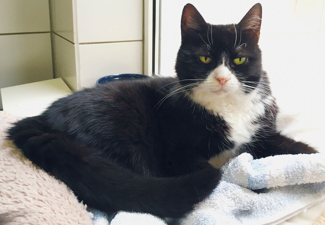 Tessa-A_1500x1000_Wilhelm_Schreieck