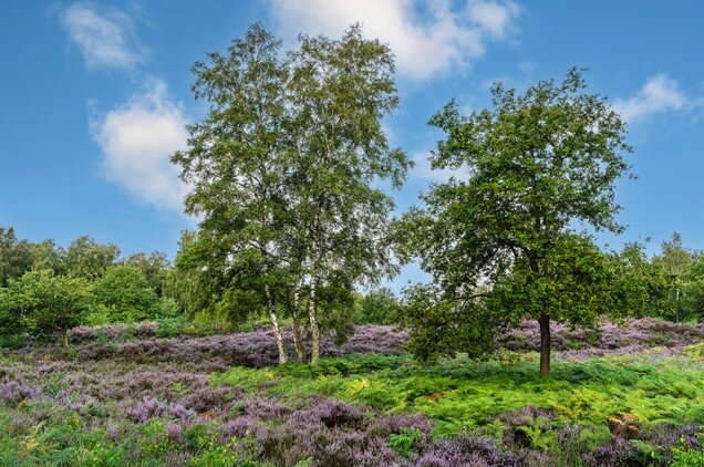 Wahner_Heide_Kalender_Pütz