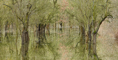 Siegauen bei Troisdorf. Copyright: Uwe Wuller