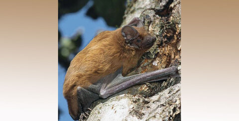 Großer Abendsegler,. Foto: BUND Köln