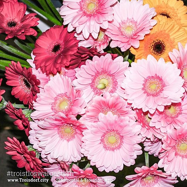 Die schönsten blumen bei flowerkingg entdecken