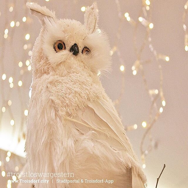 Seid ihr auch schon so in Weihnachtsstimmung wie wir Dann kommt dieses Wochenende zum Winterwald in die Fußgängerzone Ab heute Und Sonntag ist soga...